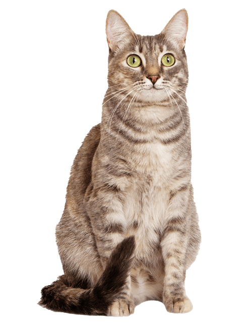 a cat