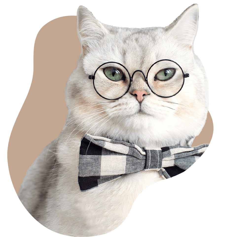 A cat wearing glasses | SnuggleSouls