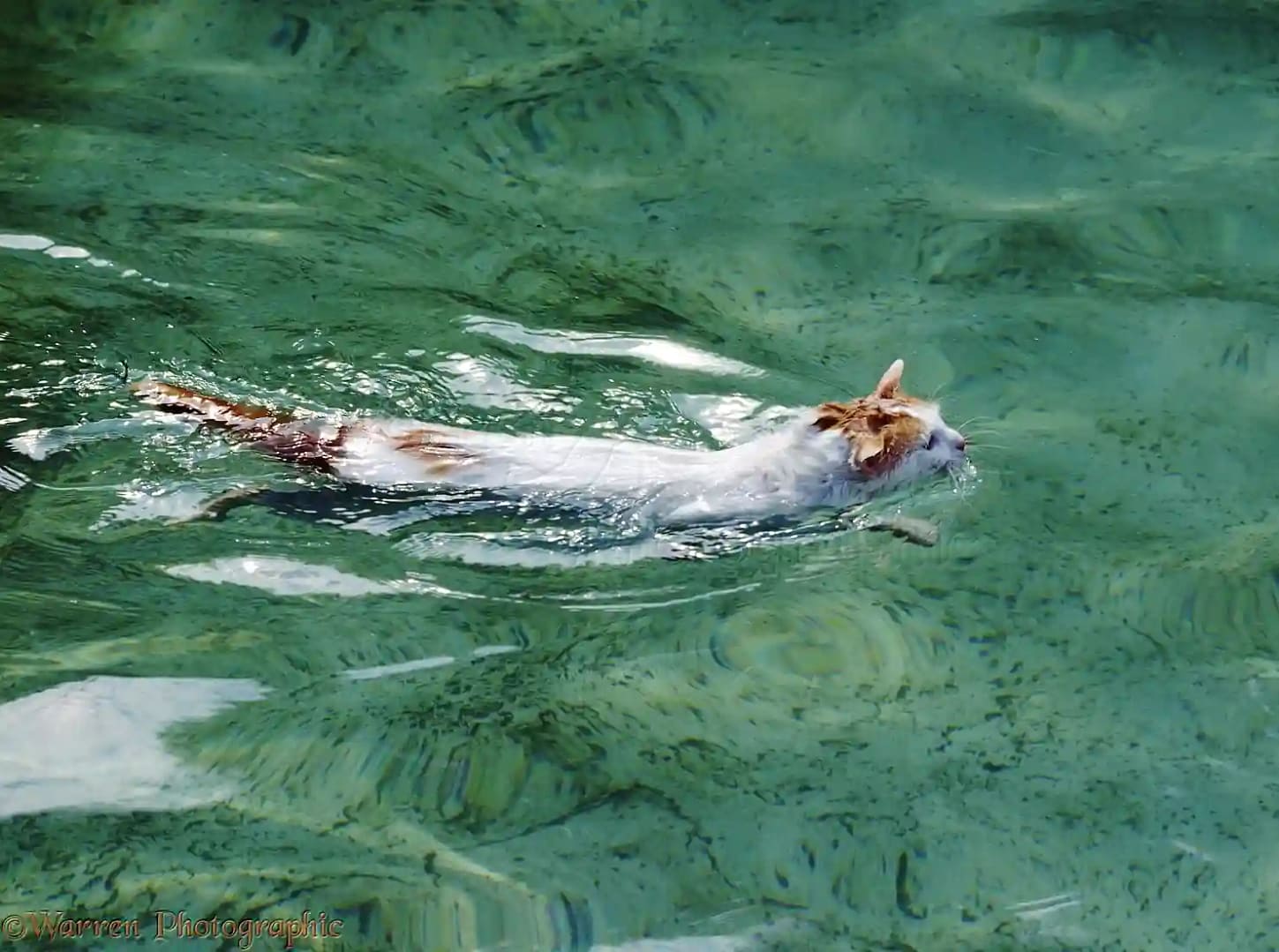 Turkish Van Cat swimming