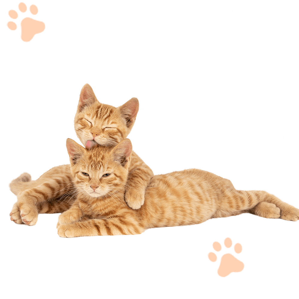 Cats lounging on the ground, one cat with closed eyes