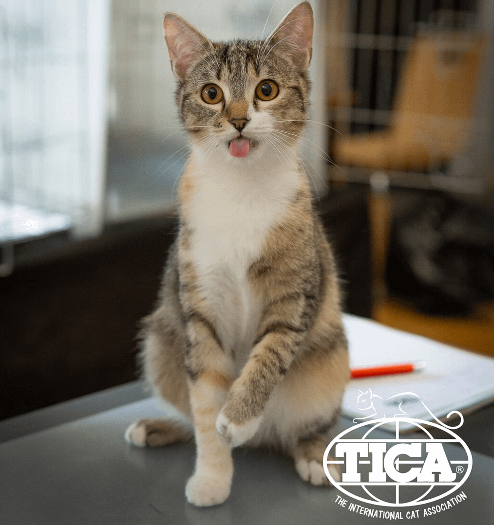 TICA American Shorthair