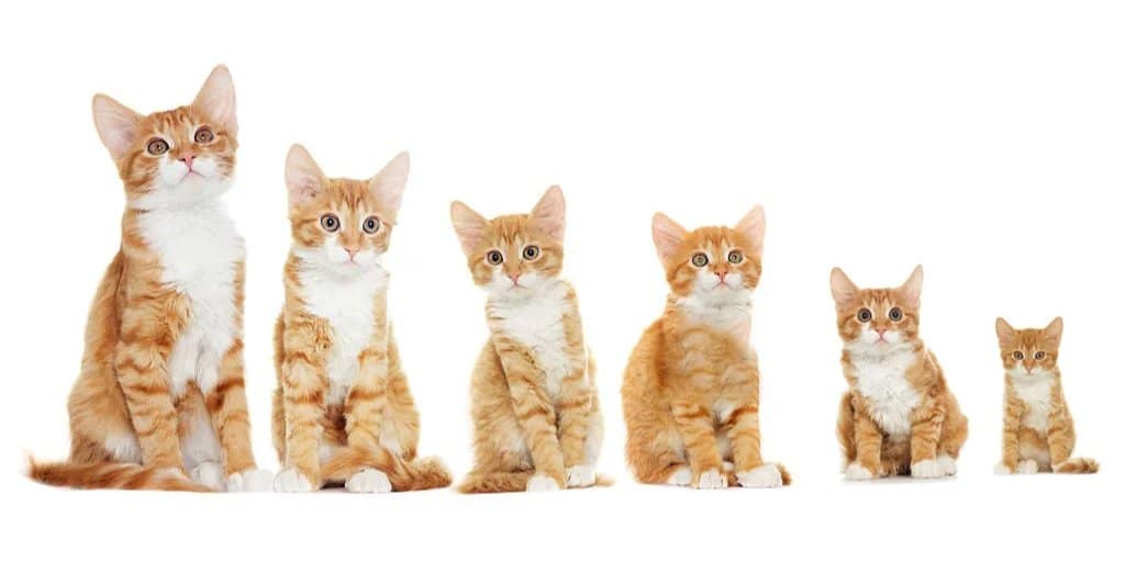 Cat growth stages