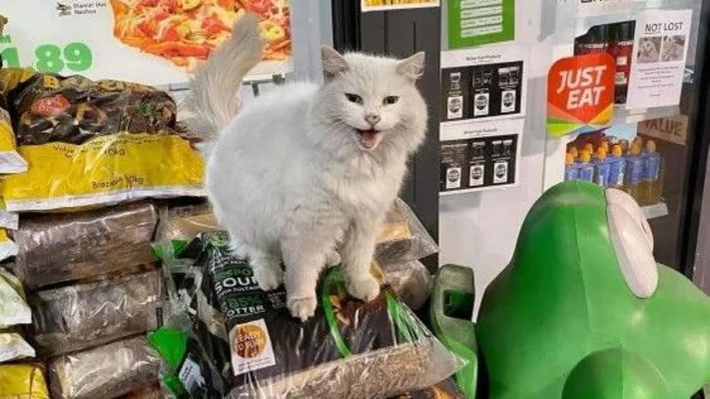 Pixie era conhecida por se sujar de vez em quando, pois adorava dormir em sacos de carvão, guardados do lado de fora da garagem.