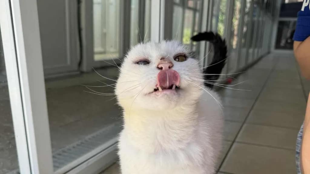 Die RSPCA beschrieb Mittens als eine Katze, die Zuneigung liebte und sich gerne auf dem Schoß einrollte