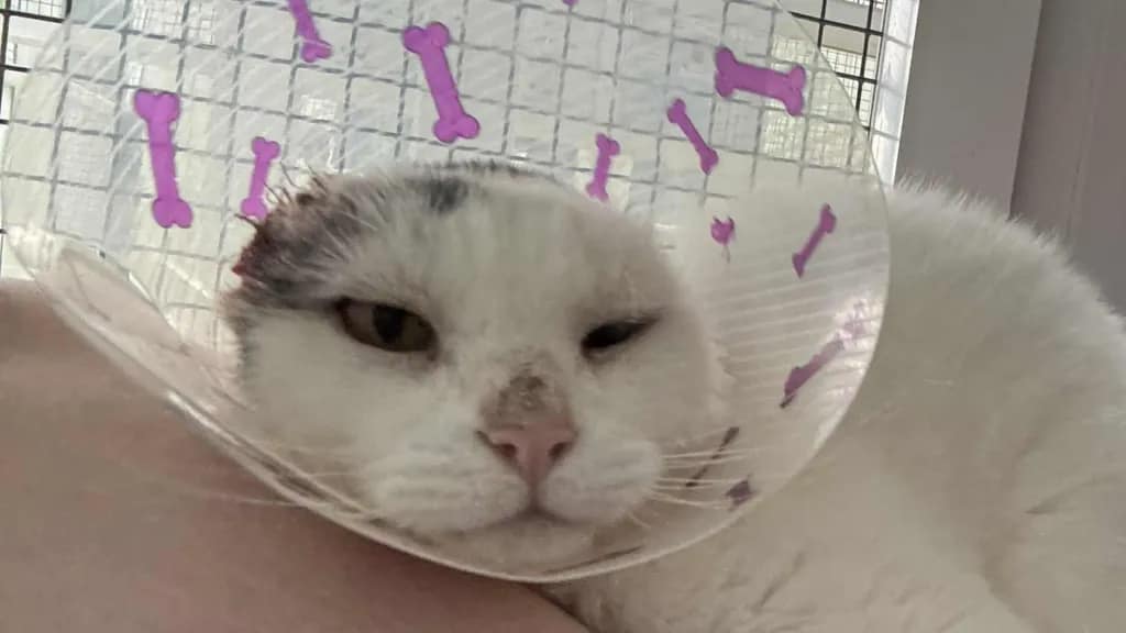 Milttens hat die Freigabe erhalten und ist bereit für ein neues Zuhause