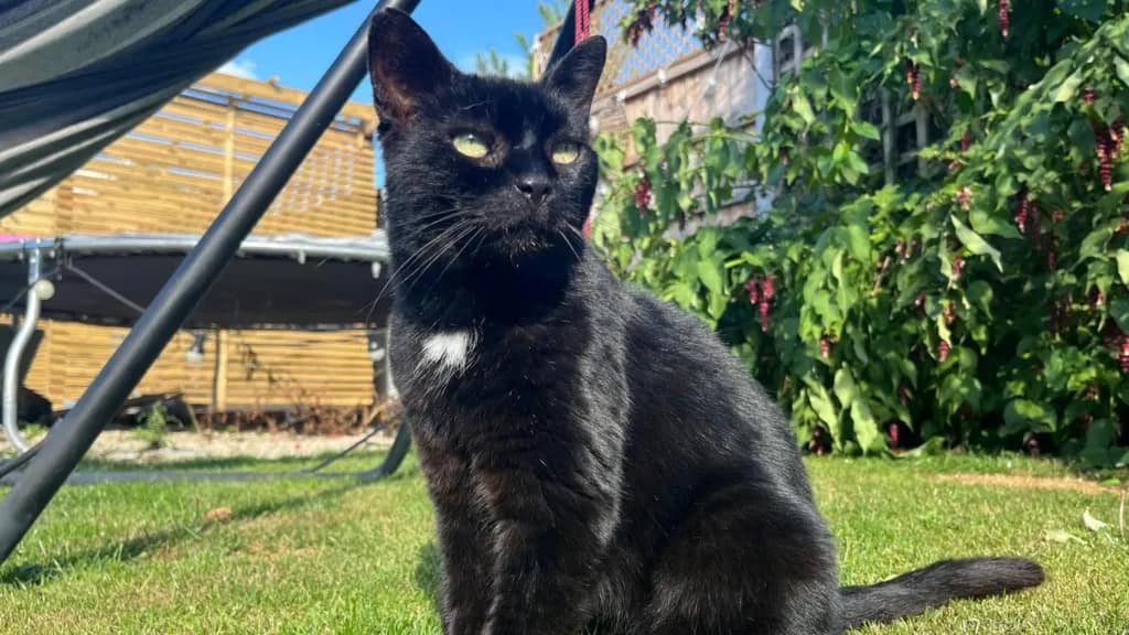 Tilly hat sich entschieden zu bleiben, so ihr neuer Besitzer