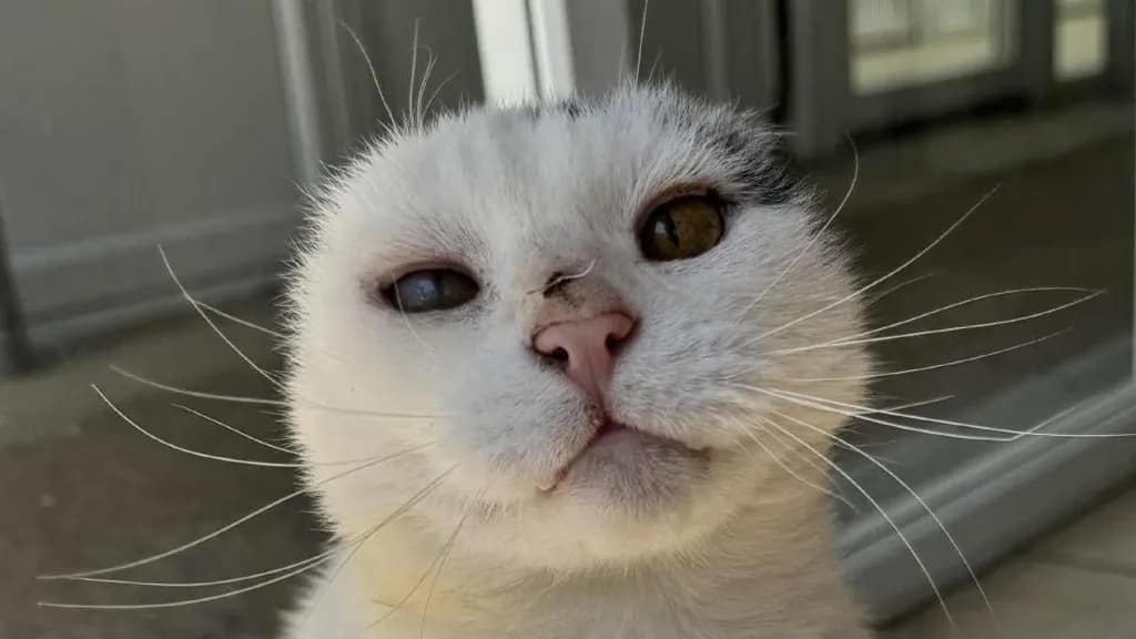 Mittens, der Katze, wurden die Ohren entfernt, nachdem sie einen Sonnenschaden erlitten hatte