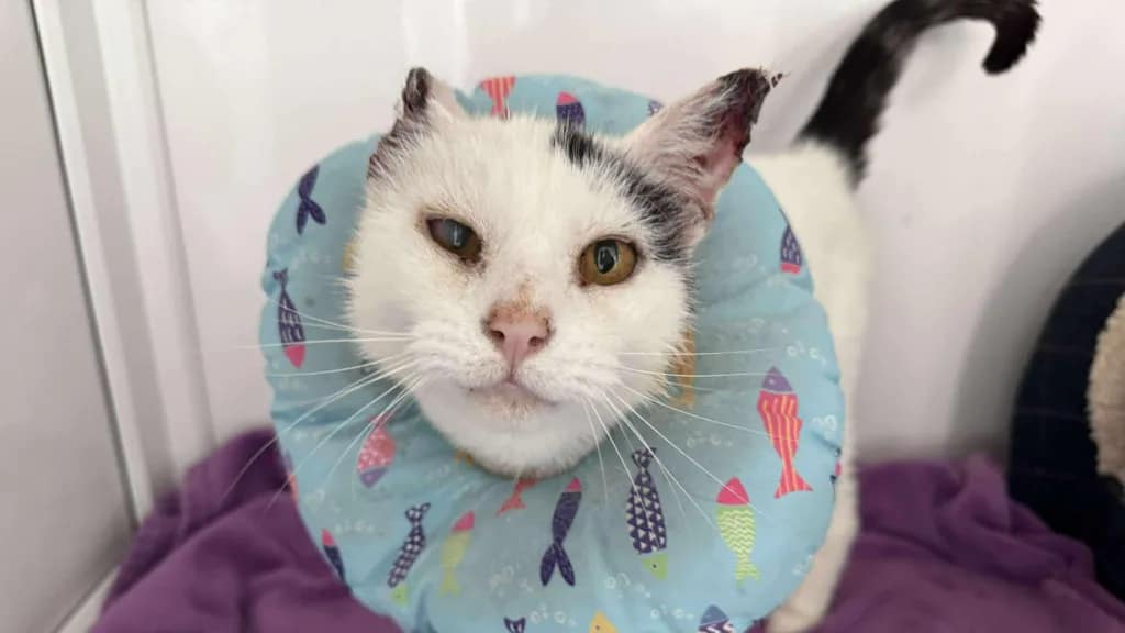 Mittens kam als Streuner an und hatte beschädigte Ohren