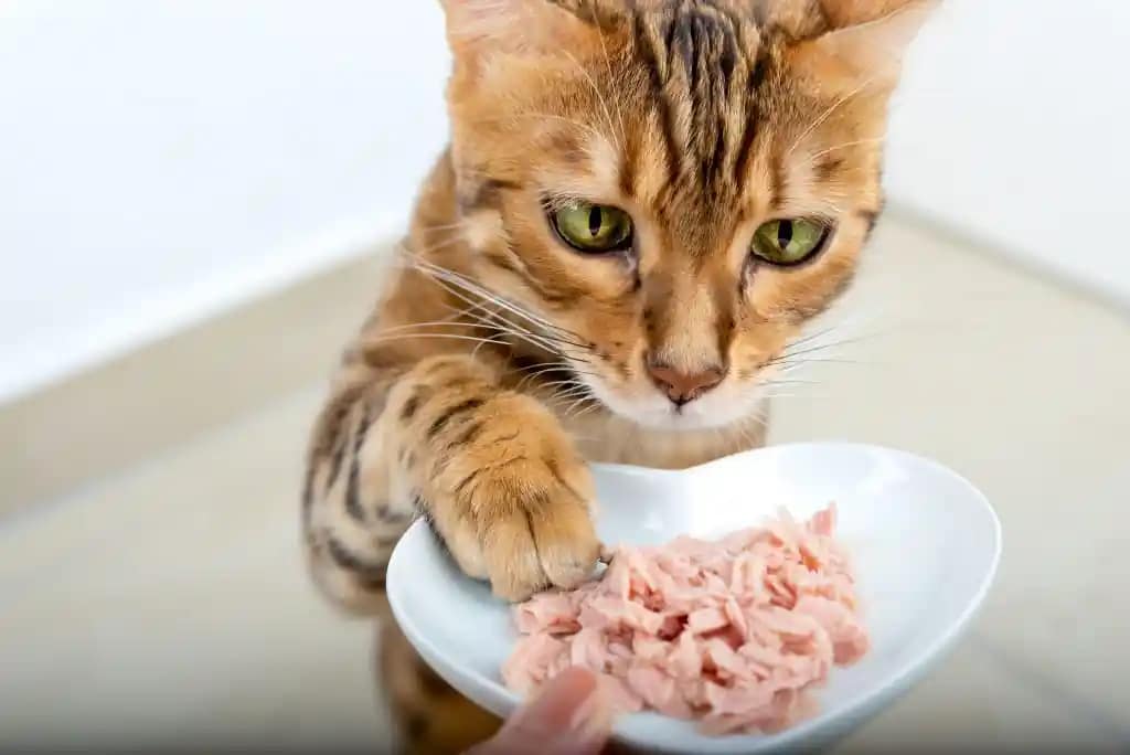 Bland Diet Feeding Cats