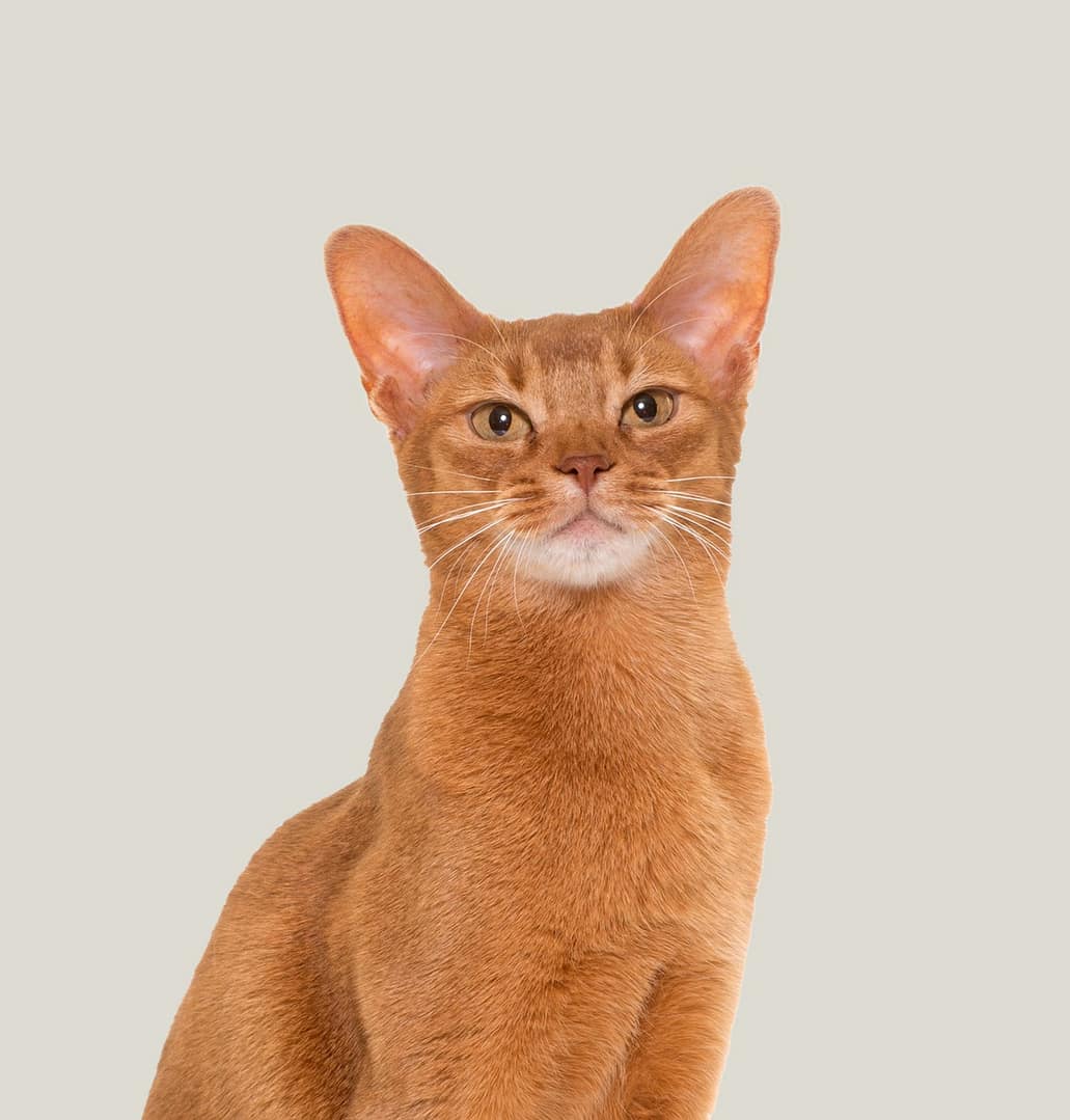 Abyssinian-Cat