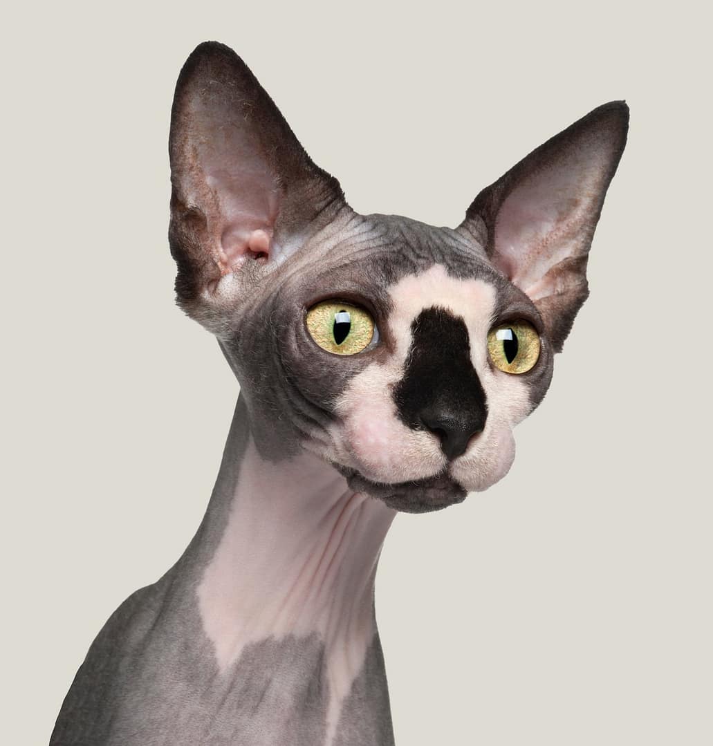 Sphynx