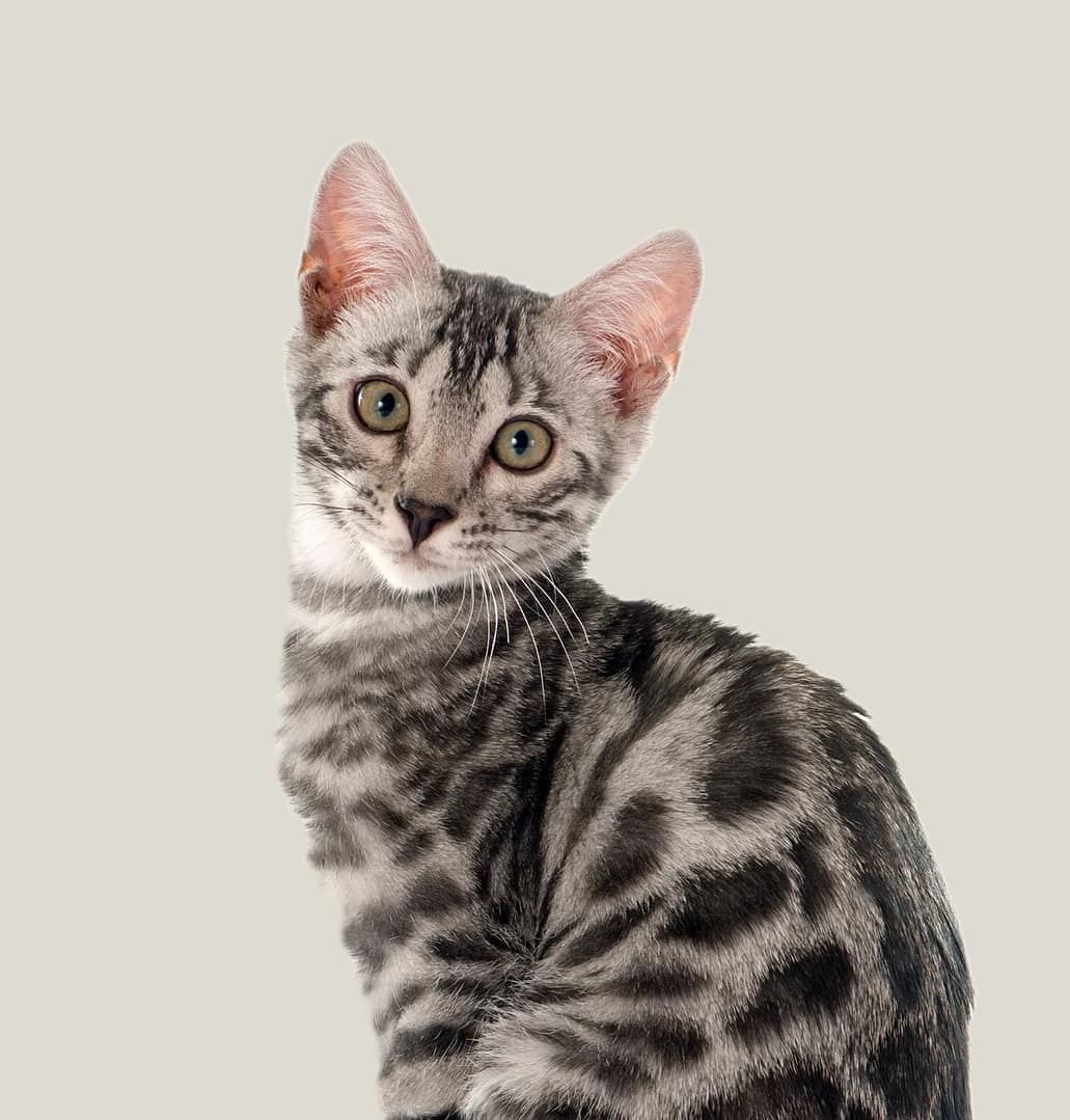 bengal kitten