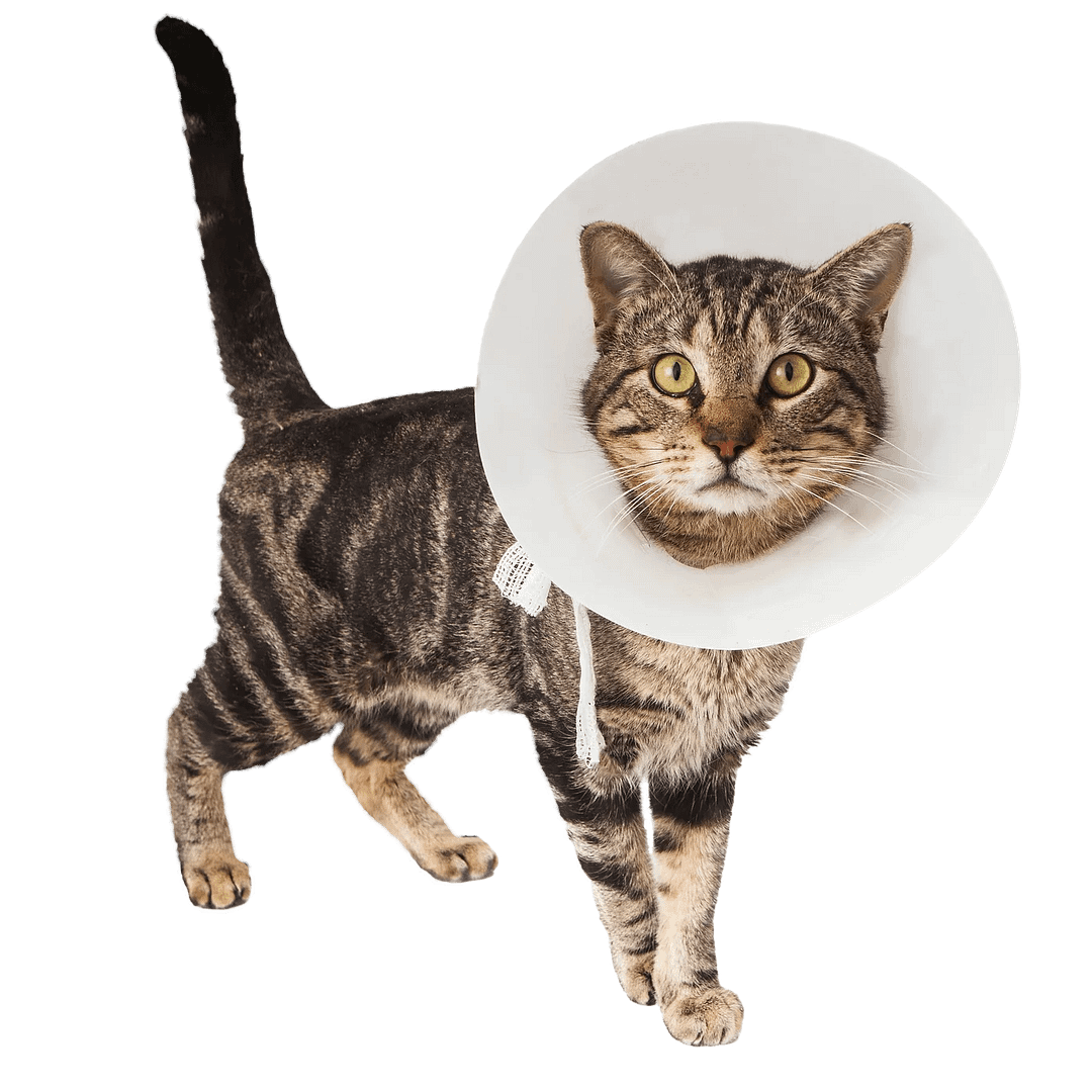 Cat wearing medical cone