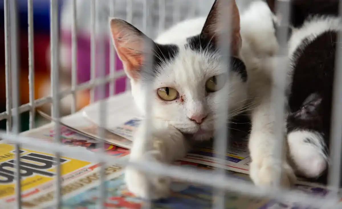 Sad black and white tuxedo cat with yellow eyes resting in metal cage on colorful newspaper bedding in animal shelter, paw extended through bars.
