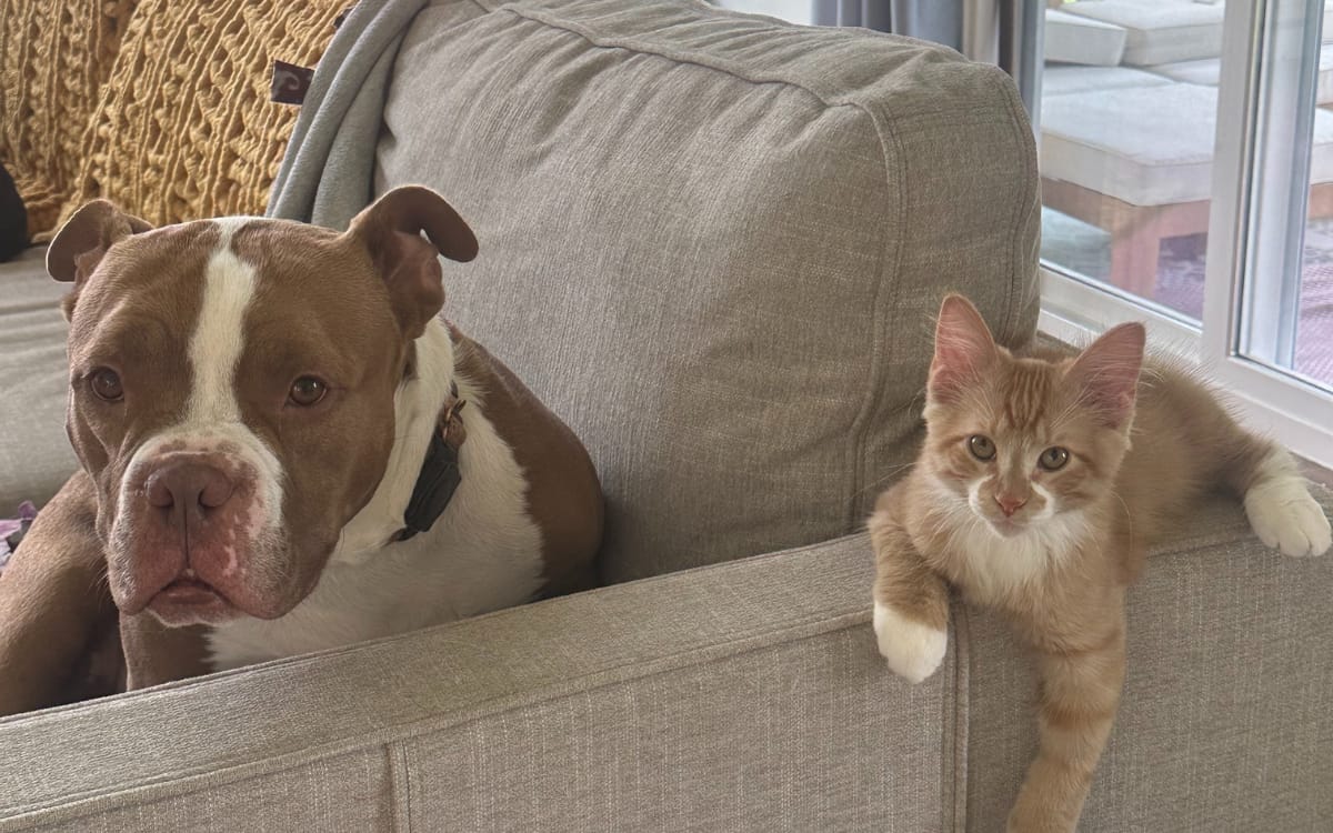 Percy ha establecido un vínculo único con Bench