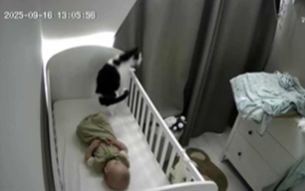 Bobo, die Katze, wurde bei etwas Unerwartetem gefilmt