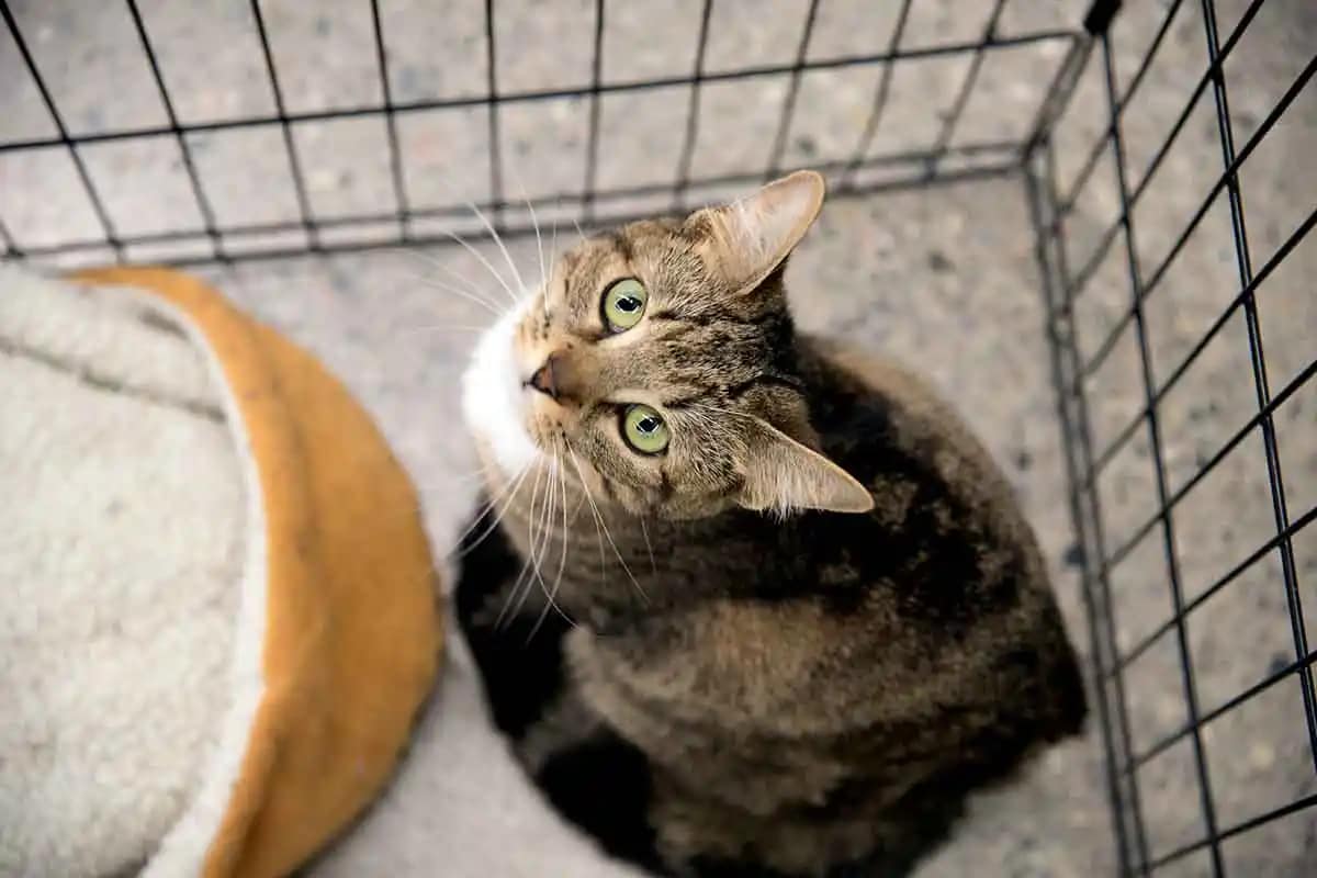 Curious tabby cat with striking green eyes looking up from inside a wire cage in an animal shelter, beside a beige cushion bed.