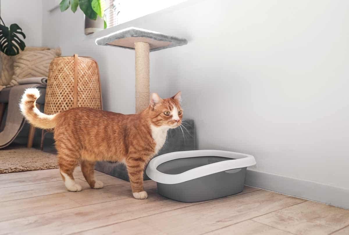 Cat Using the Litter Box