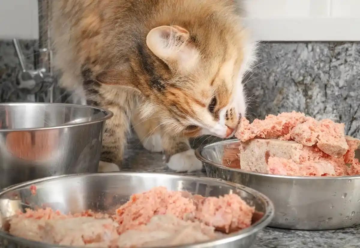 Homemade Cat Food