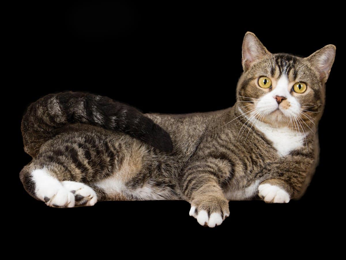 American Wirehair