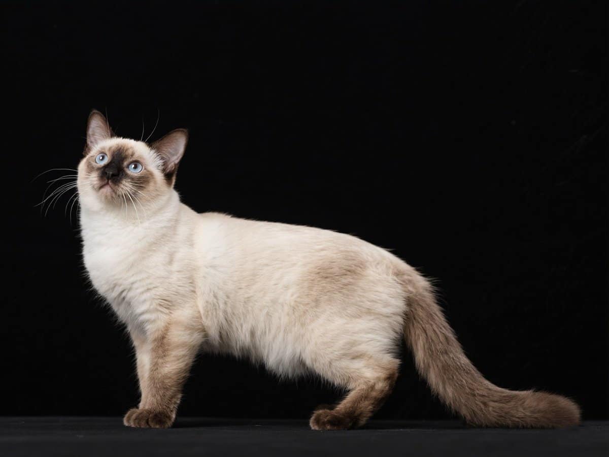 Birman
