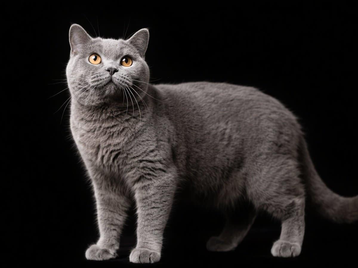 British shorthair