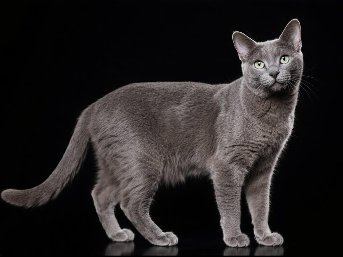Chartreux