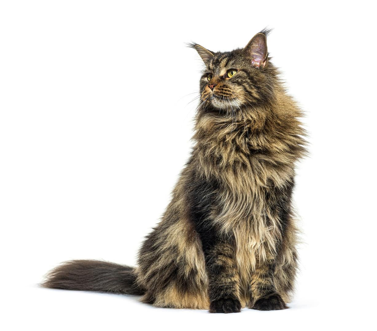 Maine coon cat sitting in front, looking up away, isolated