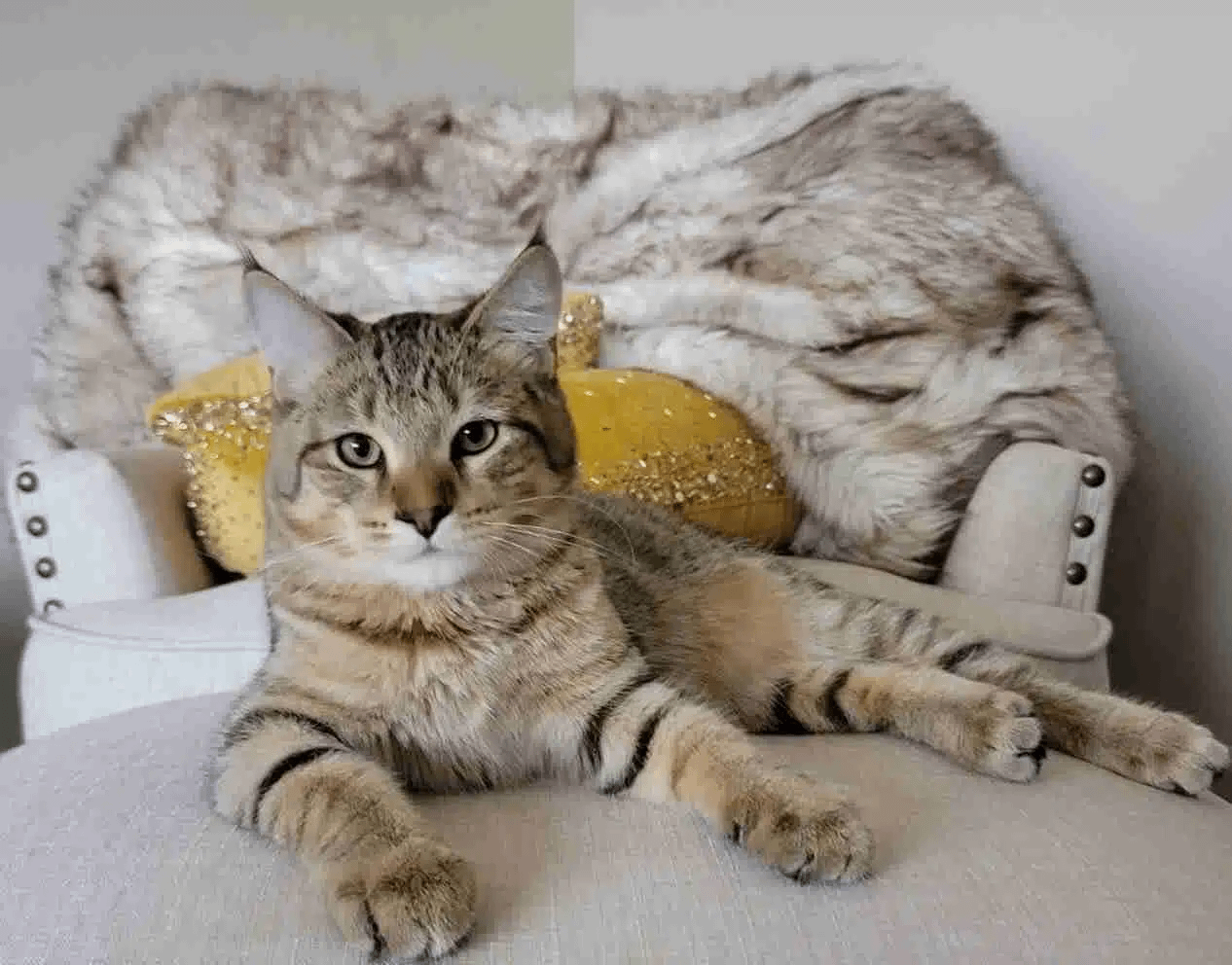 The Rare Pixie Bob Cat