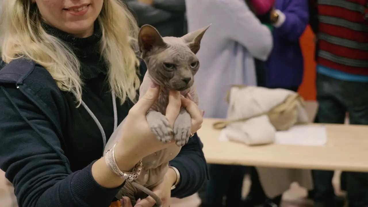 Festival PET Lisboa 2026