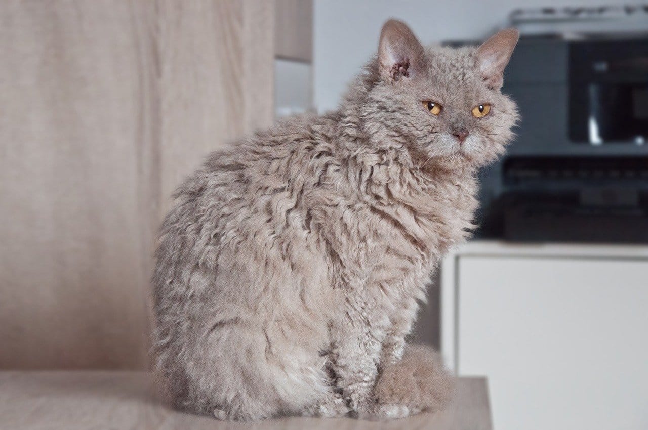 cat, pet, animal, cute, selkirk rex, nature, sheep cat, lilac