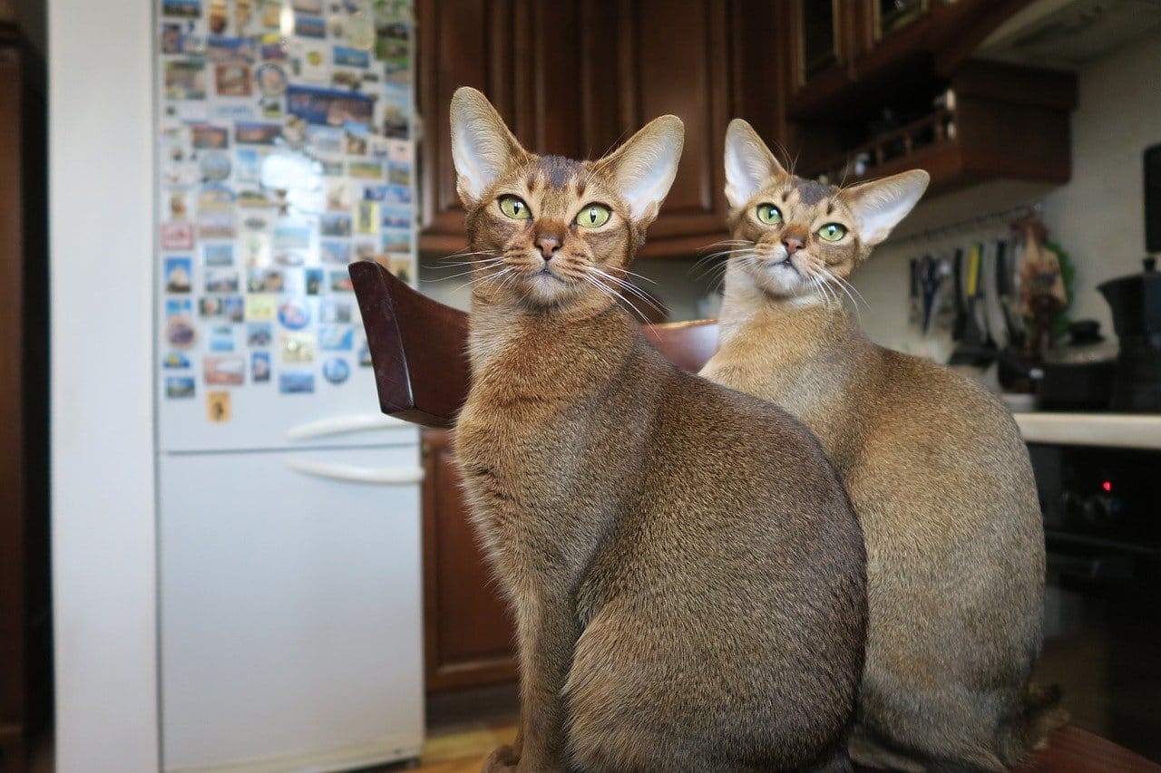 kittens, abyssinian cat, cats abyssinians, abyssinians, abyssinians kittens, abyssinian, abyssinian breed, abyssinian kittens, abyssinian cat, abyssinian cat, abyssinian cat, abyssinian cat, abyssinian cat, abyssinian, abyssinian, abyssinian