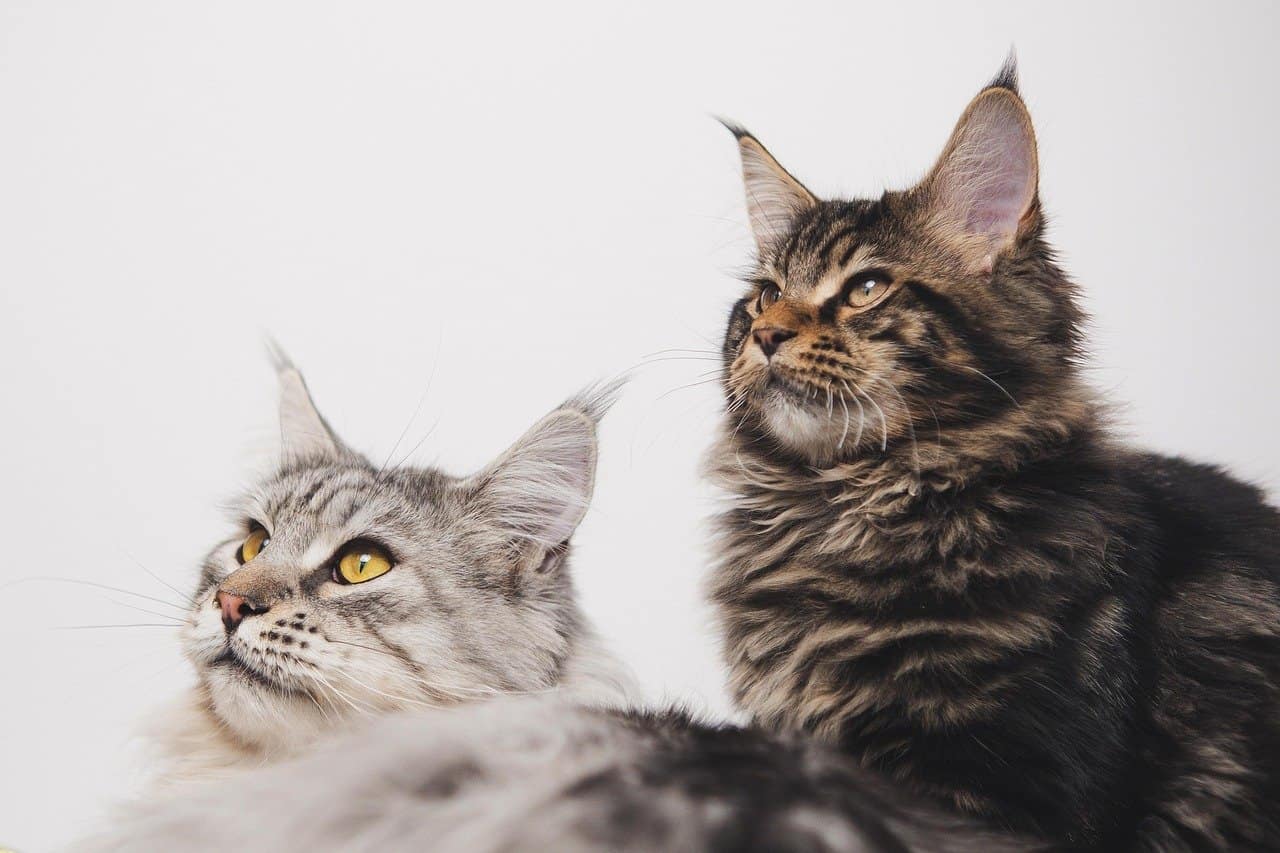 maine coon, gatos, atigrado, mascotas, animales, naturaleza, gatos domésticos, gatito, felino, mamífero, esponjoso, lindo, retrato