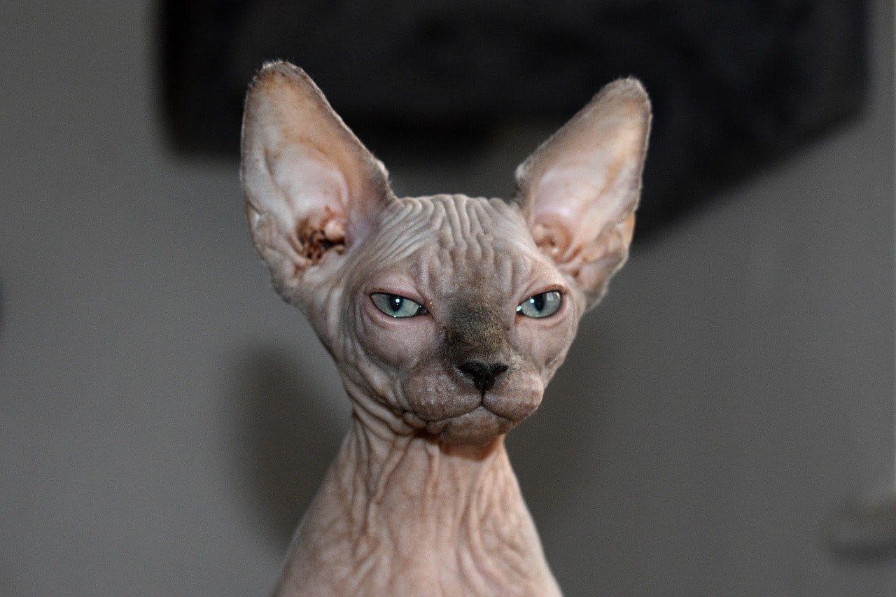 sphynx, gato, animal, naturaleza, felino, mascota, gatito, mamífero, lindo, raza, orejas