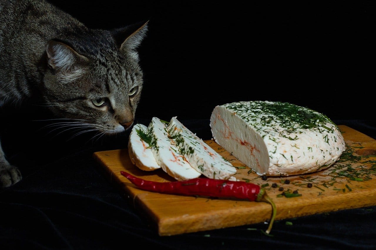 Katze, Käse, Tier, Nahrung, Haustier, Frischkäse, Katze