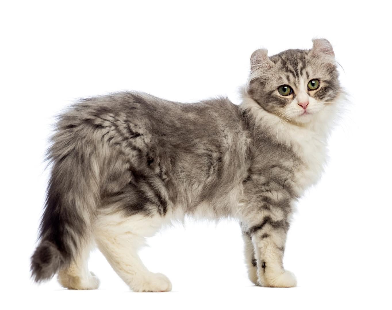 Side view of an American Curl kitten, 3 months old