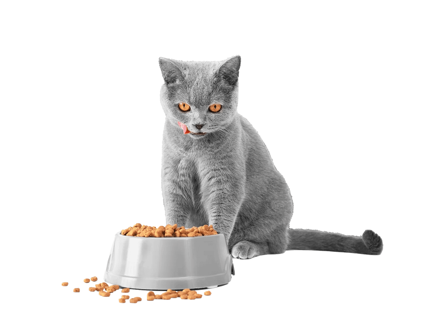 A cat eats food and lickens