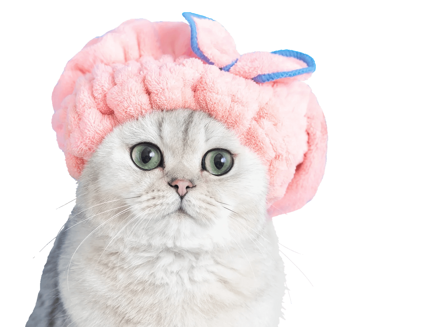 Entzückende weiße süße Katze, nach dem Baden, mit rosa Hut