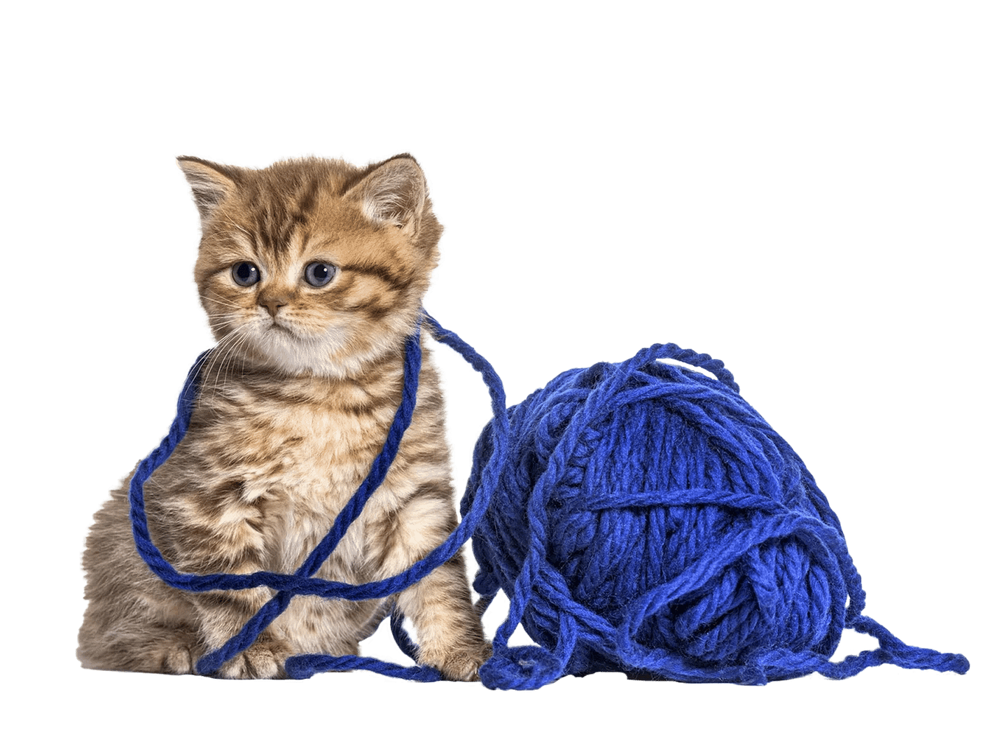 Kitten British Shorthair cat playing with a blue ball of wool