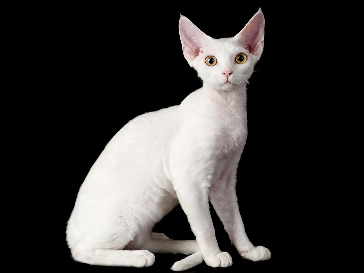 Devon Rex