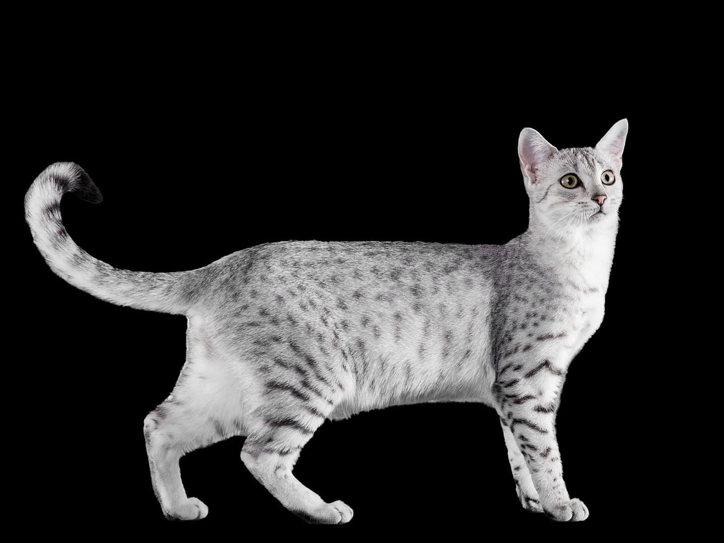 Egyptian Mau