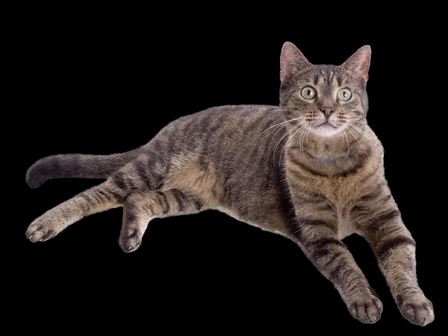 European Shorthair