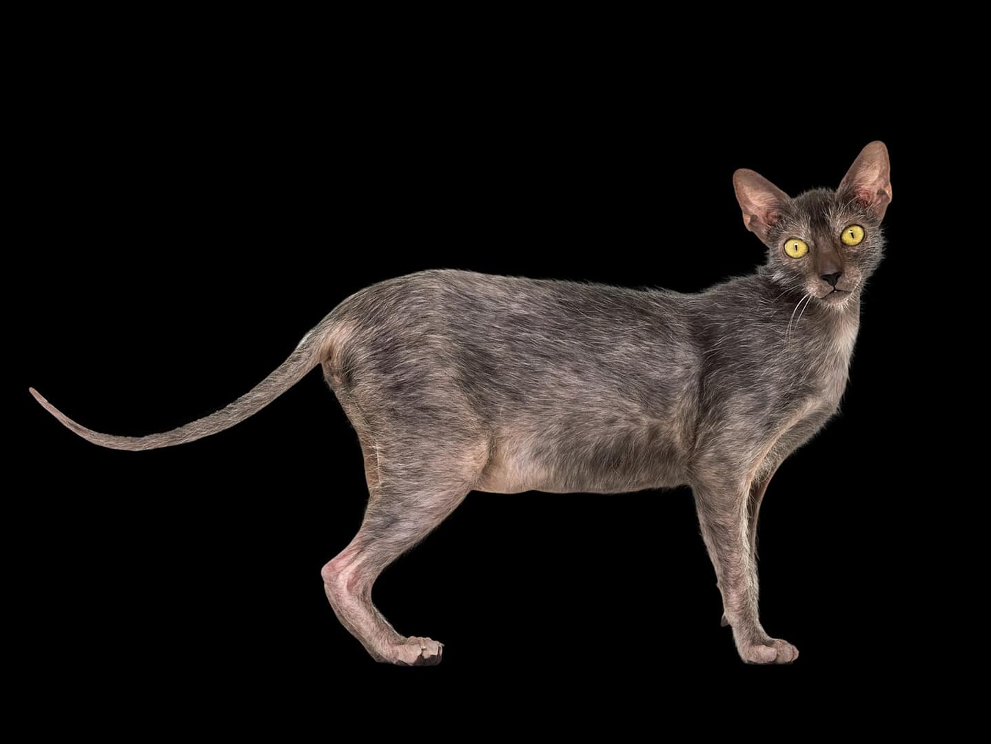 Lykoi
