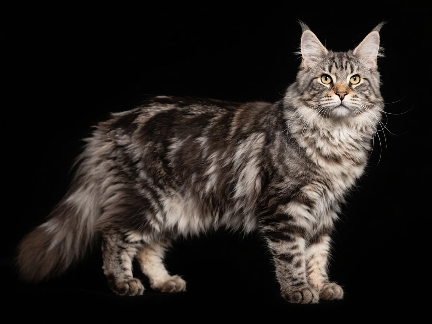 Maine Coon Cat