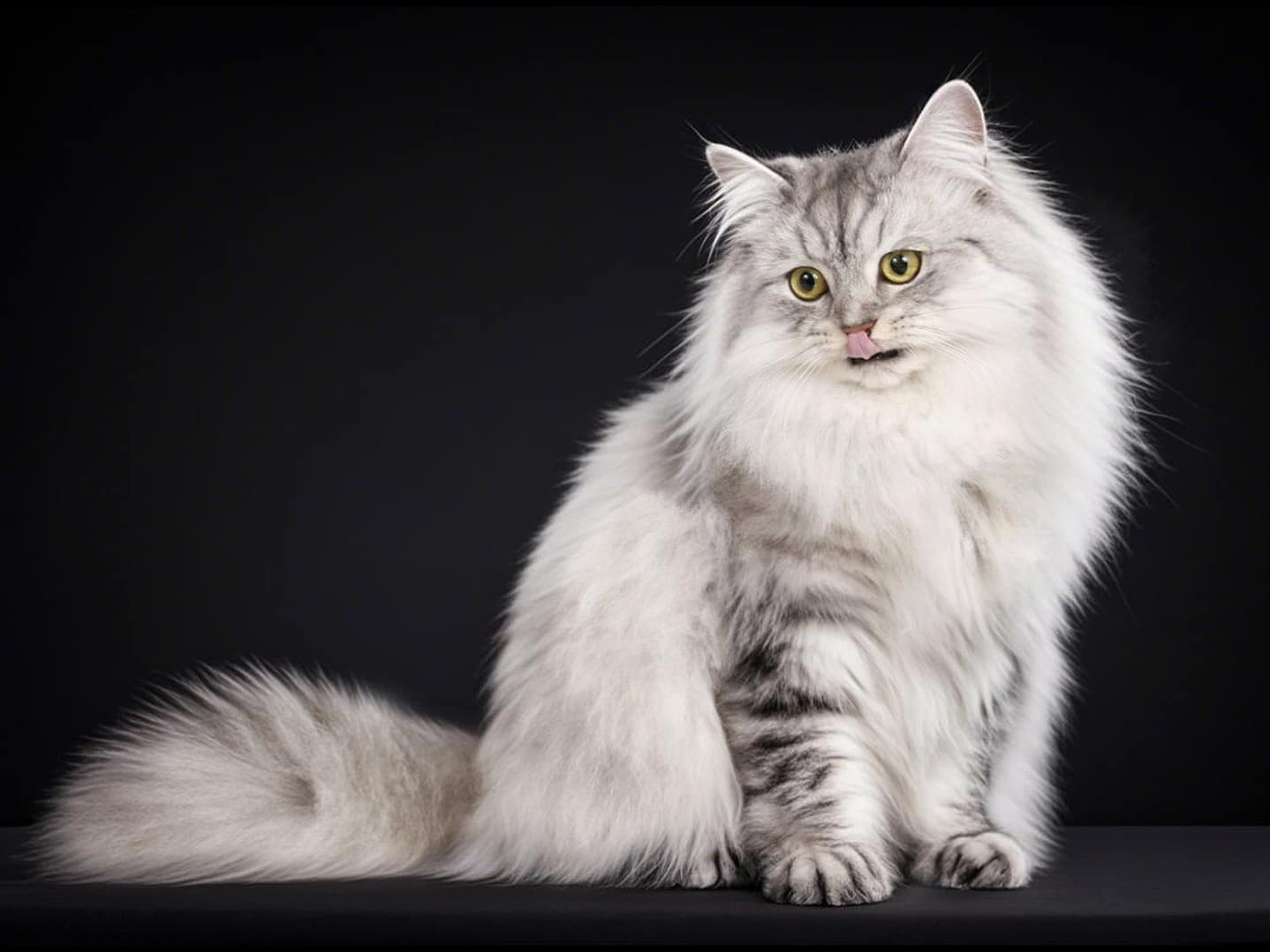Norwegian Forest Cat
