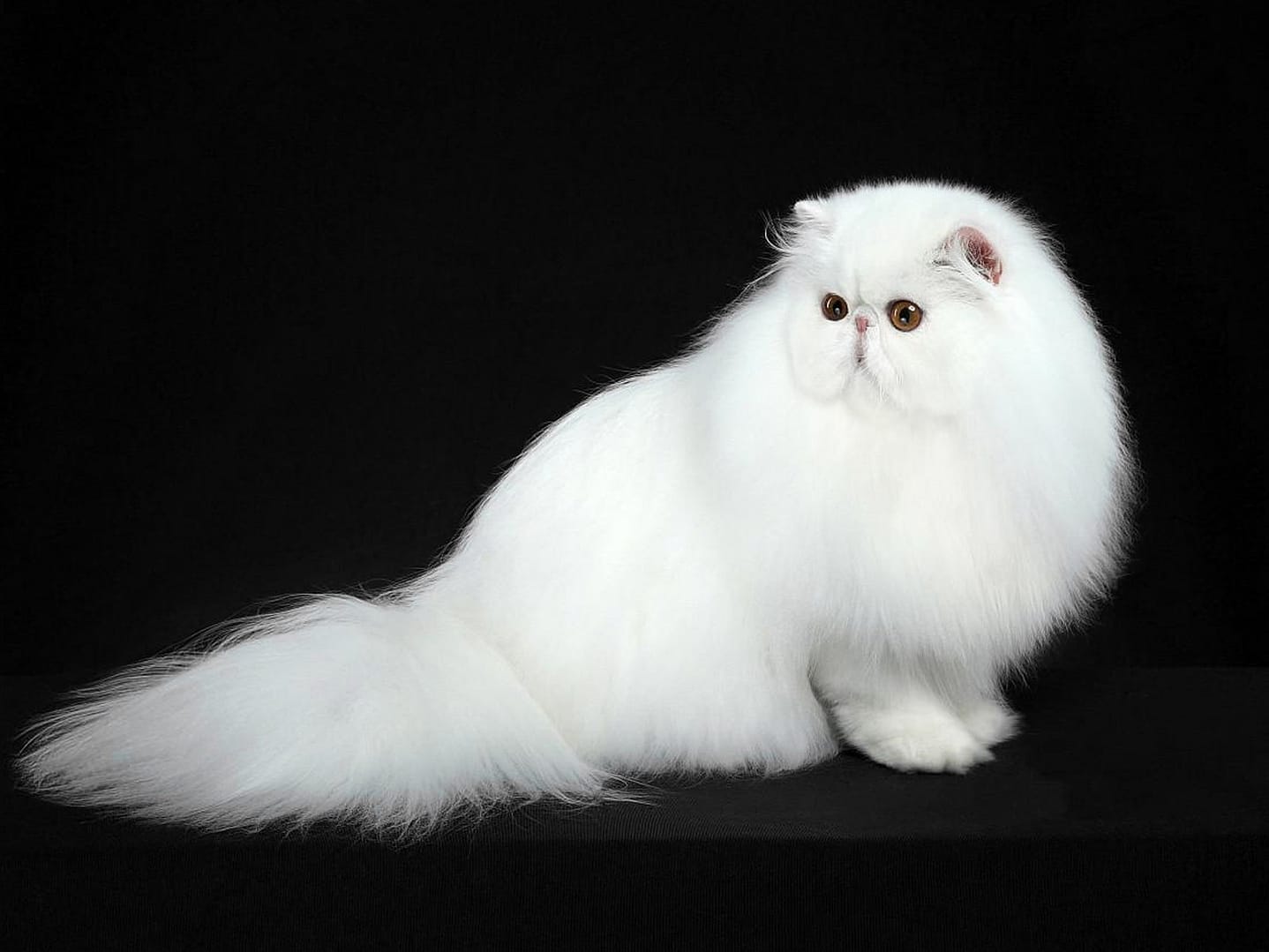 Persian Cat