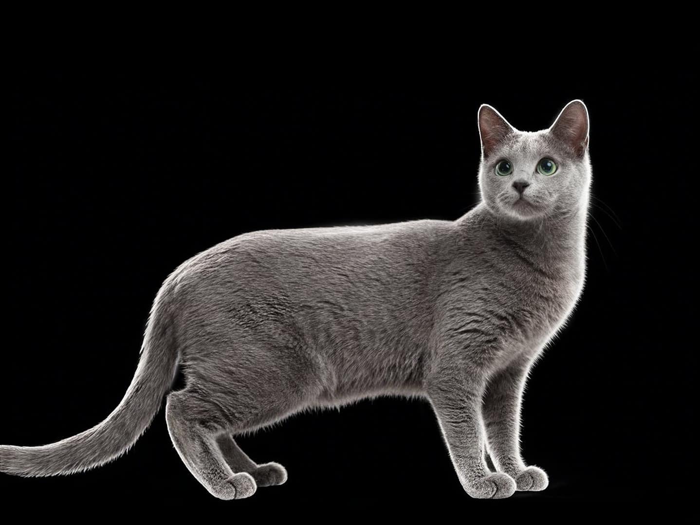 Russian Blue