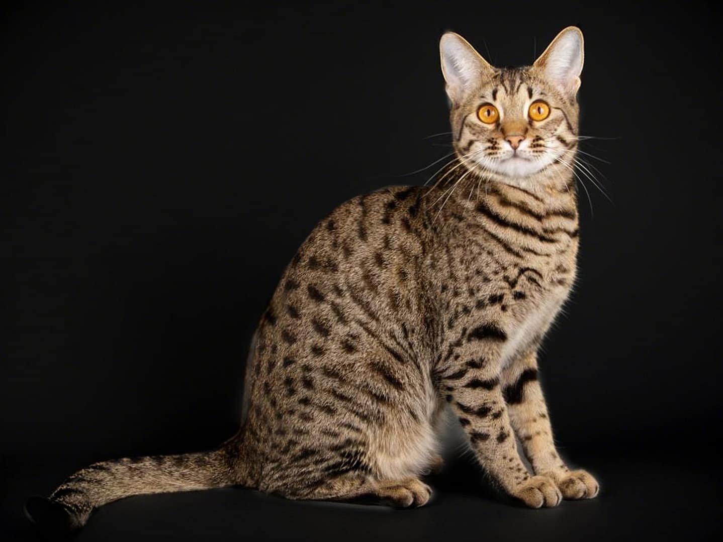 Savannah Cat
