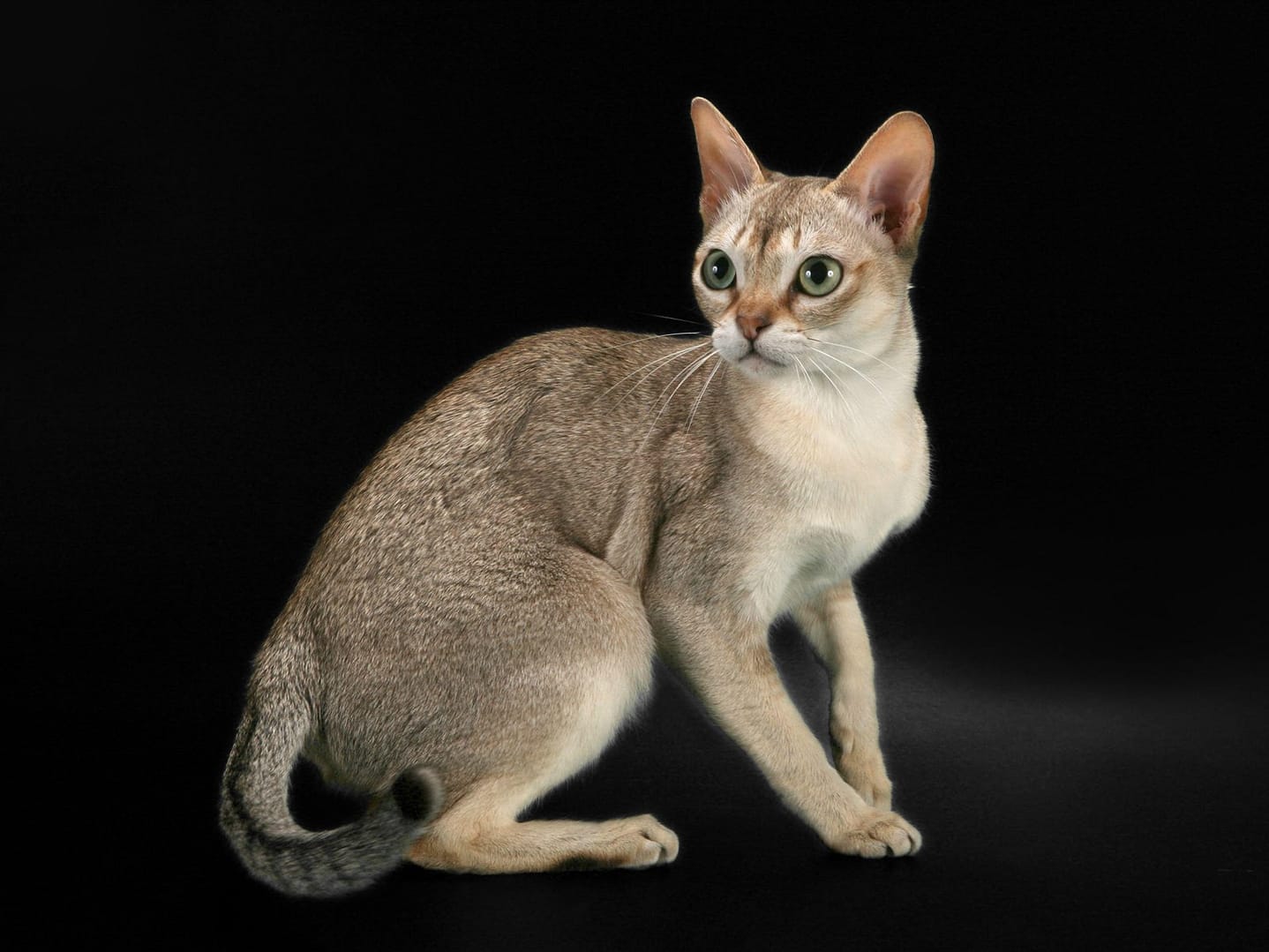 Singapura Cat