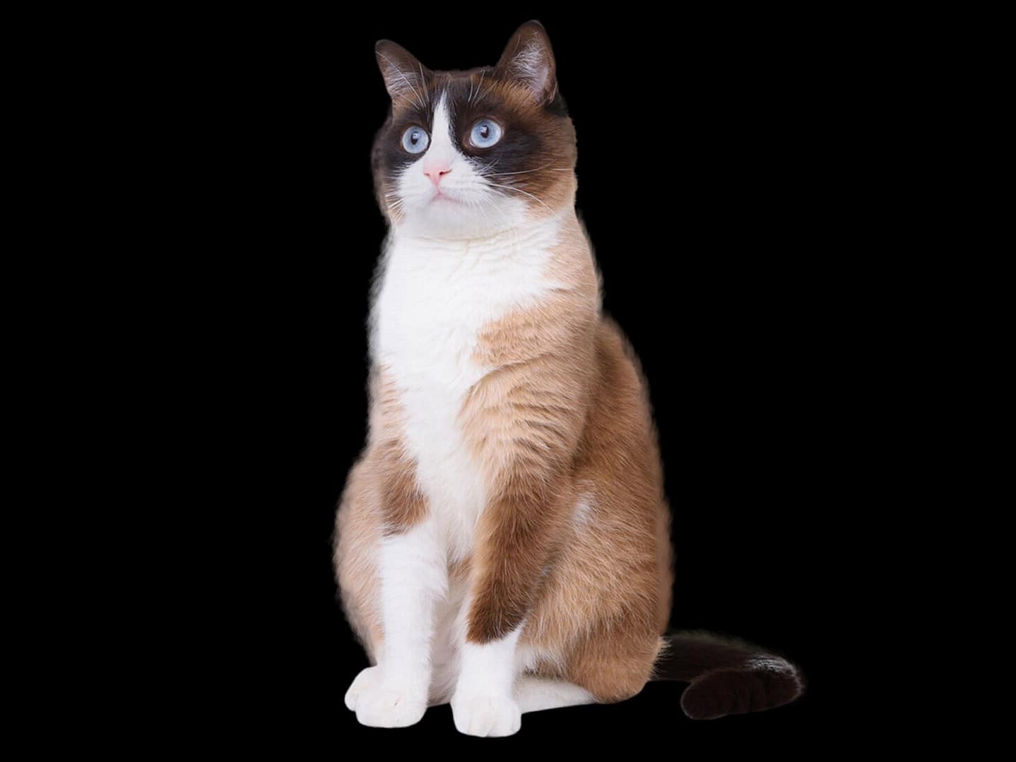 Snowshoe Cat
